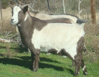 SMR Opal